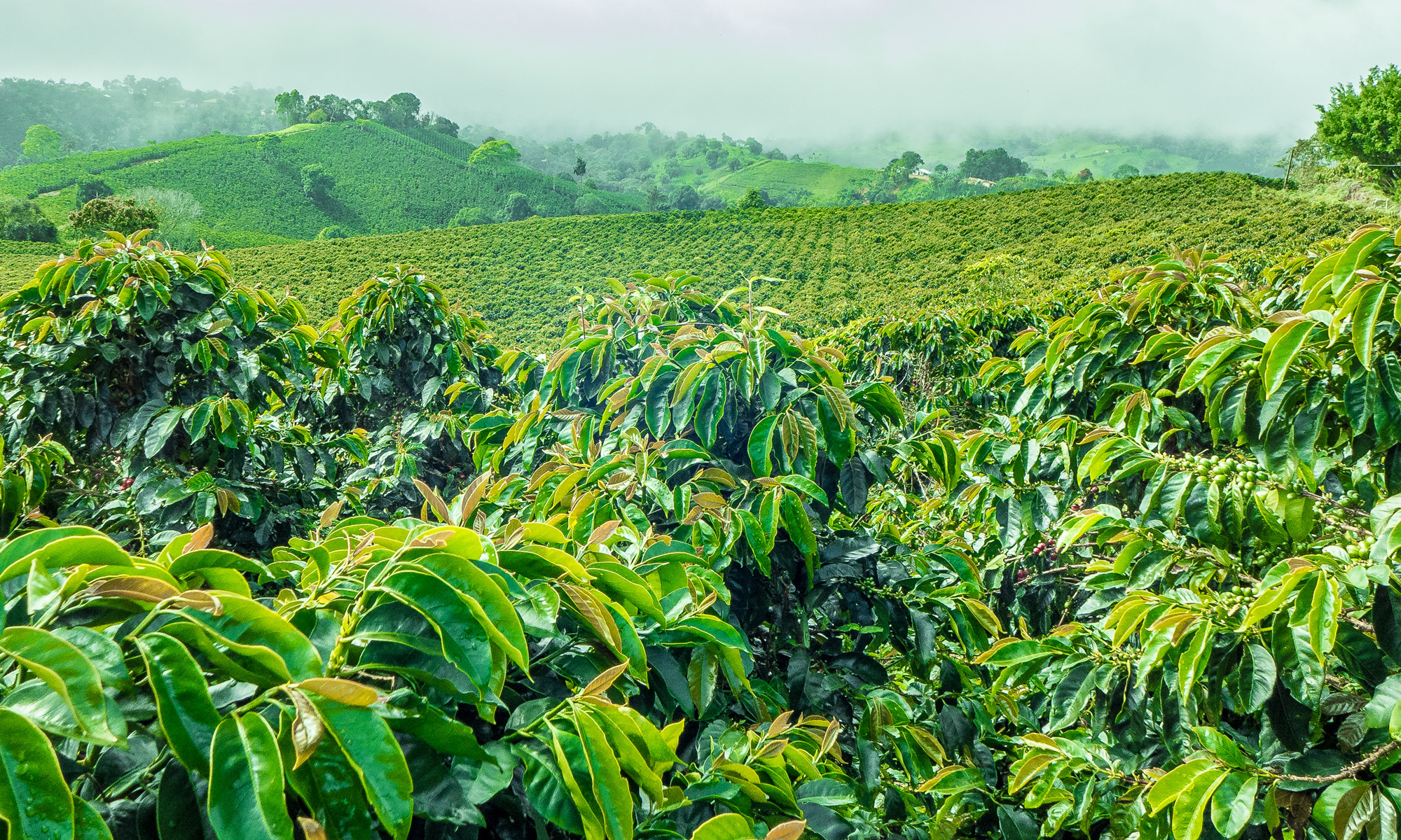 3 Destinations for a Coffee Plantation Vacation | The Travel Team