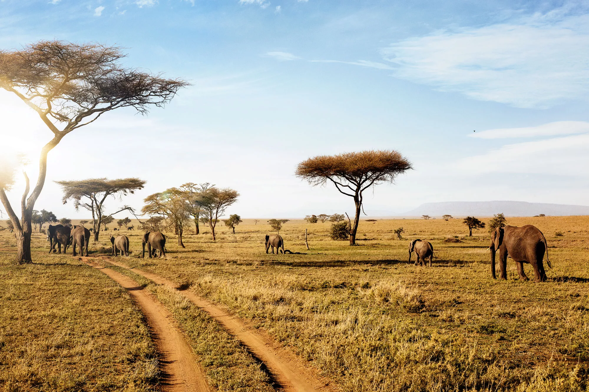 Go Wild: Plan an African Safari with Toni McConnaughey | The Travel Team