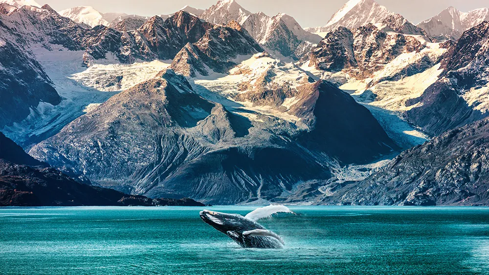 Alaska Adventure Alaskan Landsape Whale Cruise