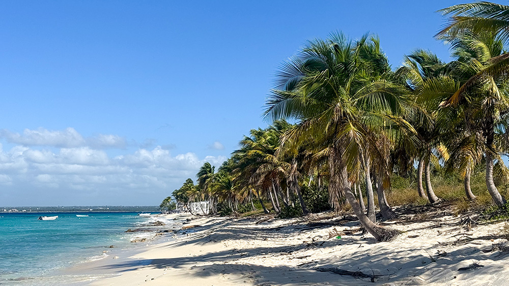 Beach and Palm Trees